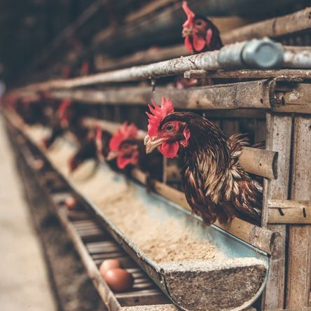 terima ayam